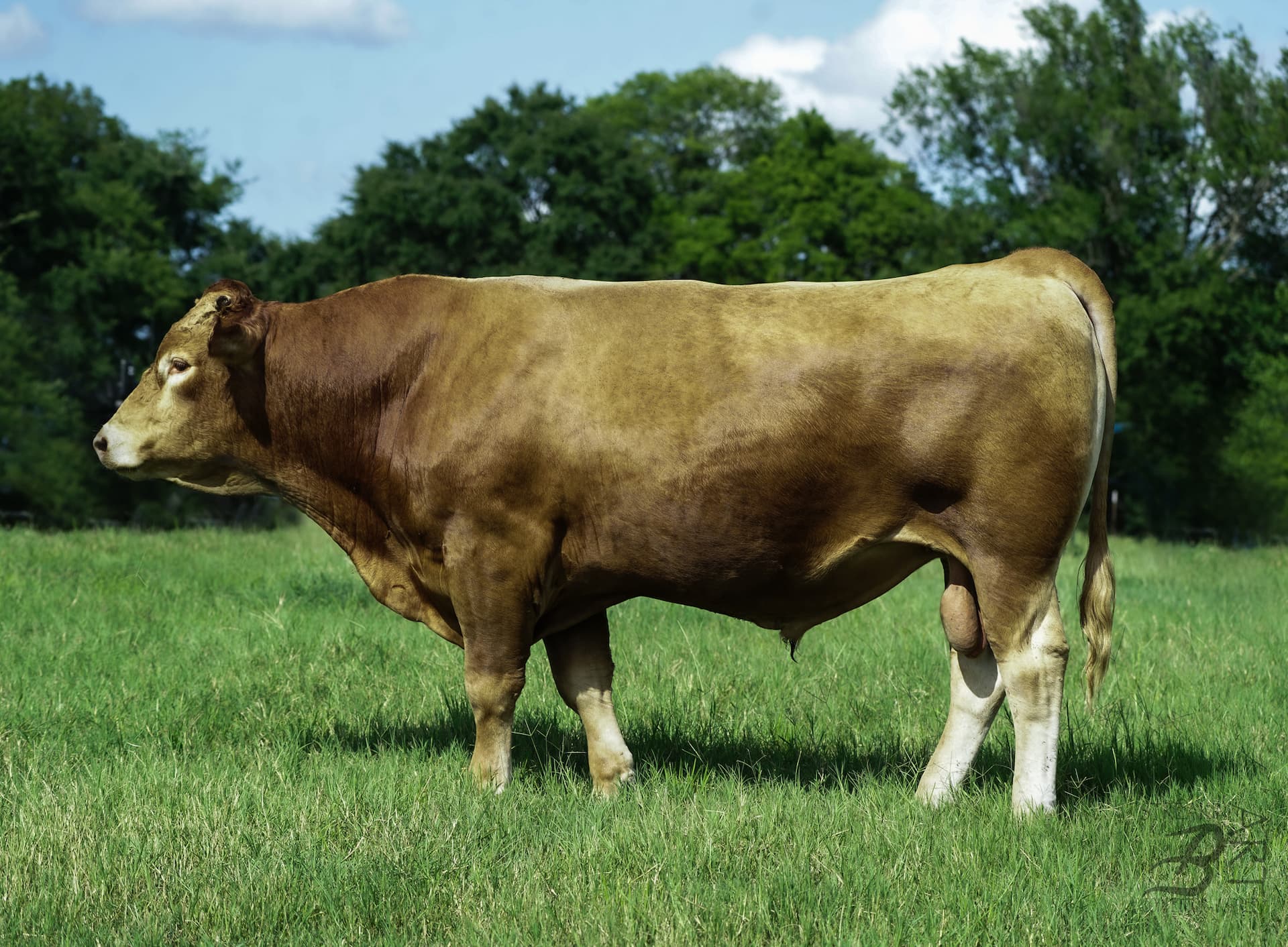 Red Wagyu Bull