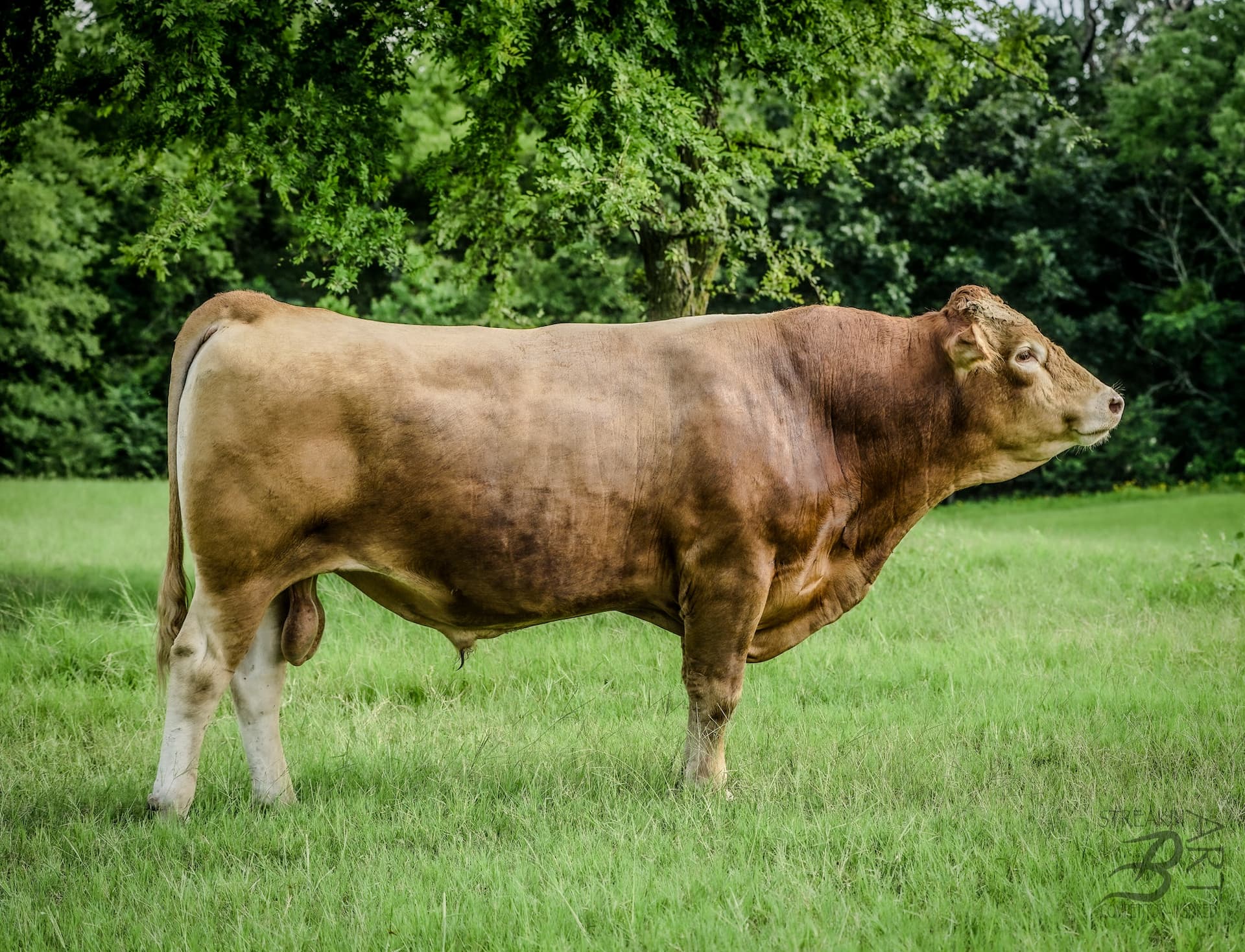 Red Wagyu Bull